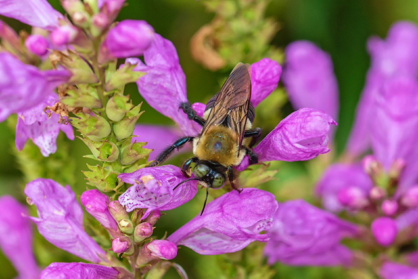 DSC_8081_DxO.jpg