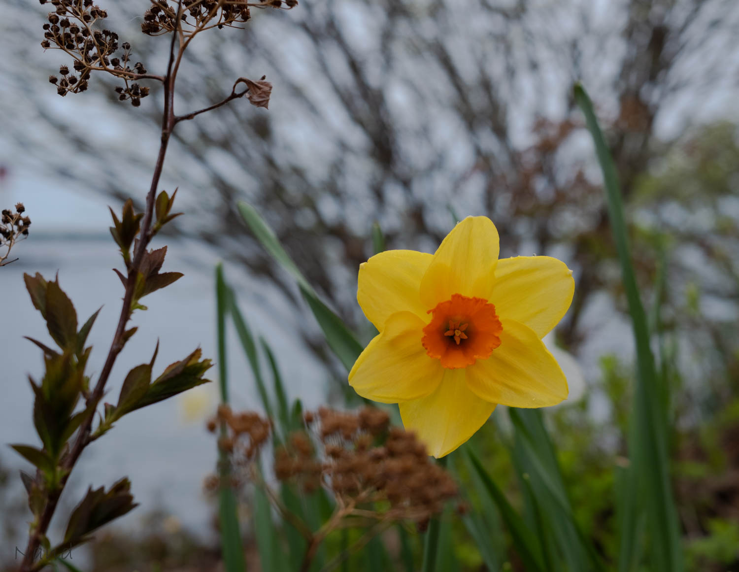 DSCV2992.jpg