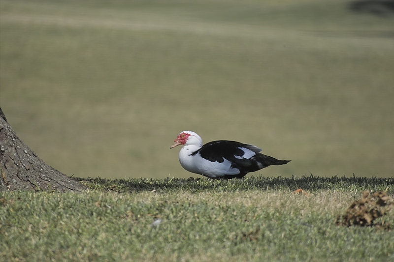 Duck 2.jpg