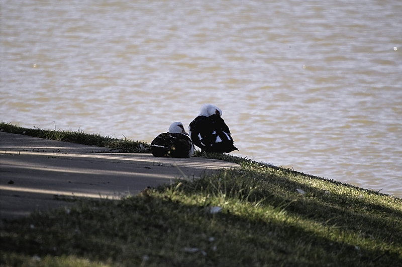 Ducks.jpg