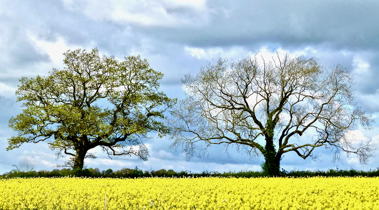 England - 1 of 1 (8).jpeg