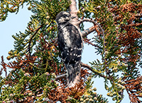 Female Downy Woodpecker.jpg