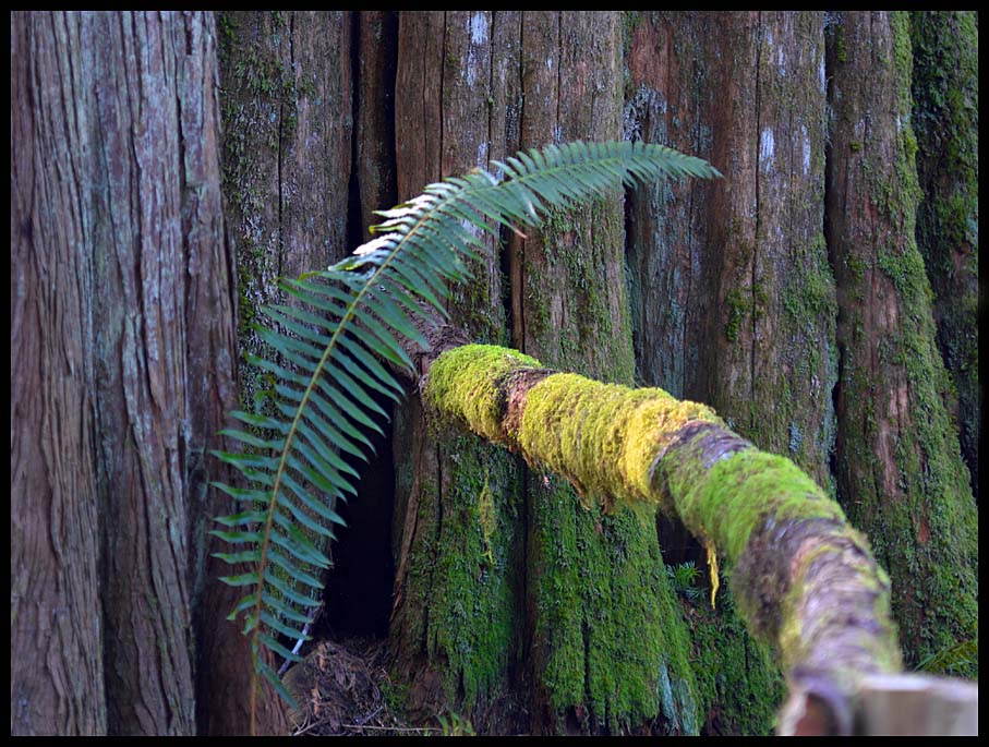 Fern_Cedar_Crop.jpg