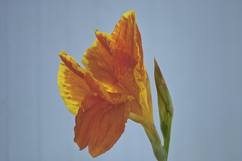 flower.jpg
