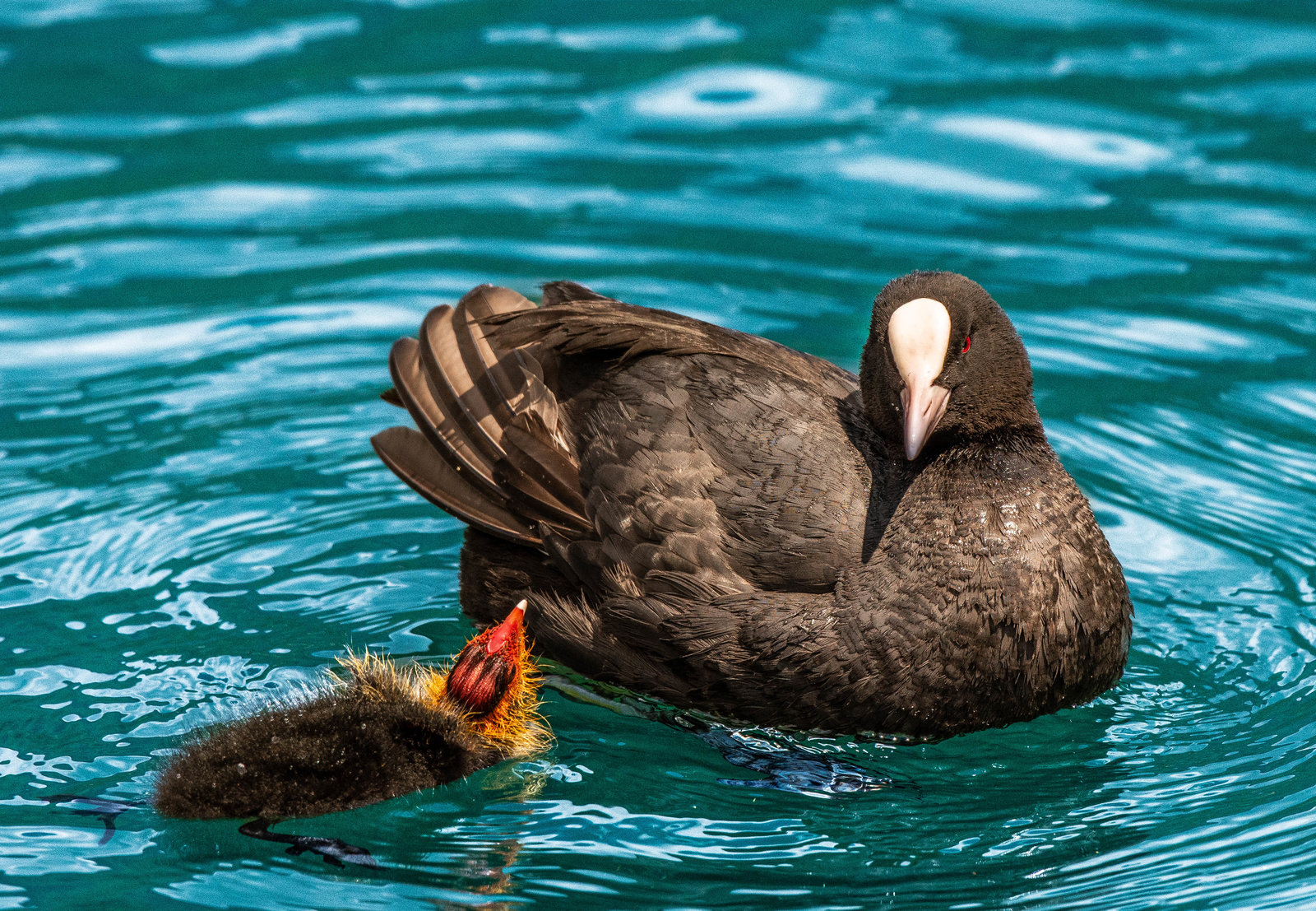 Folaghe del Lago di Endine  - maggio 30, 2019 - 8.jpg
