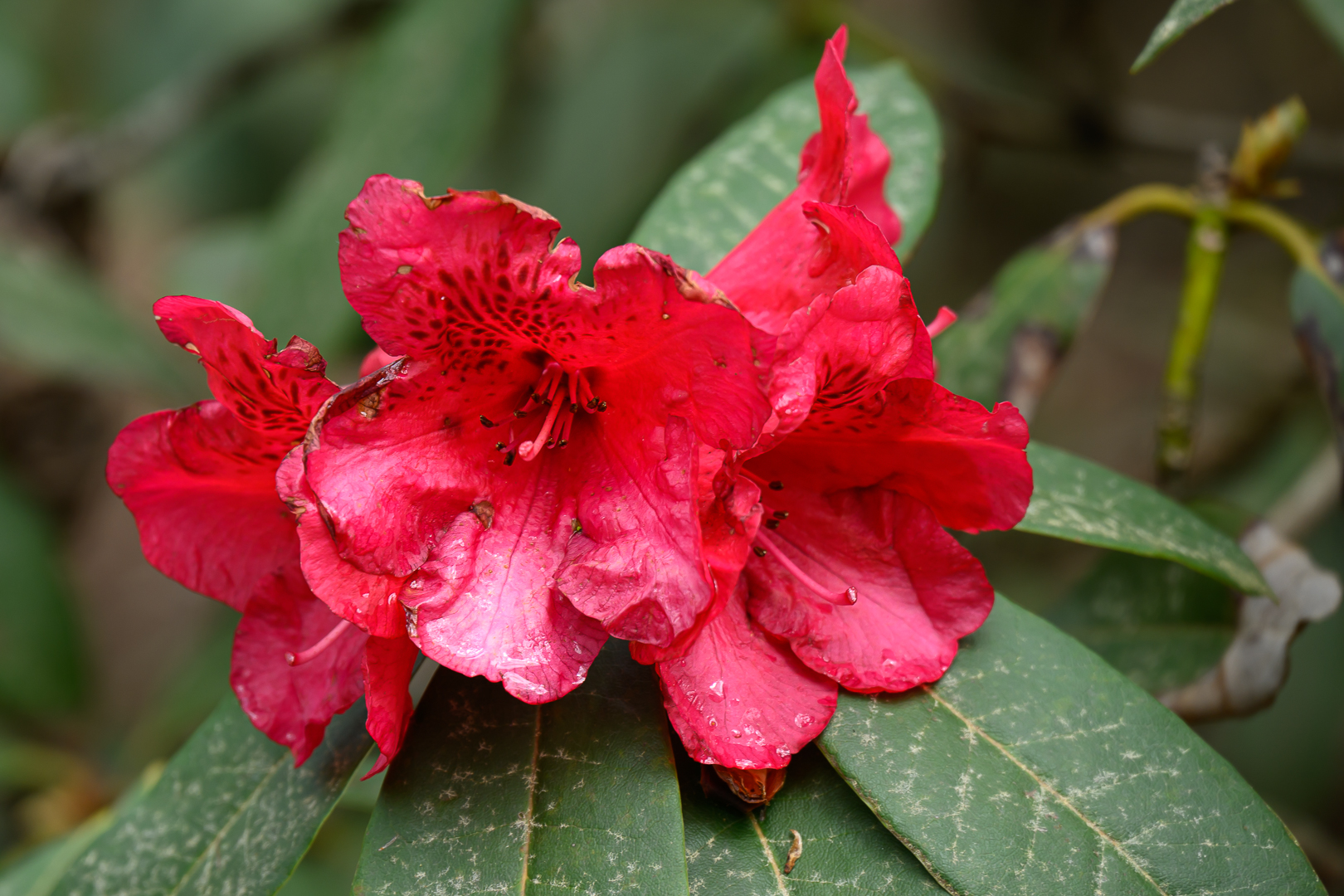 Gibbs Gardens 230416 - 18.jpg