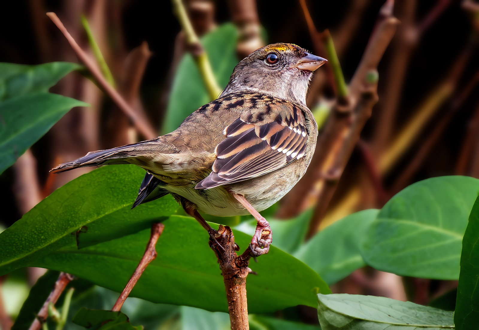 Golden-crowned Sparrow.jpg