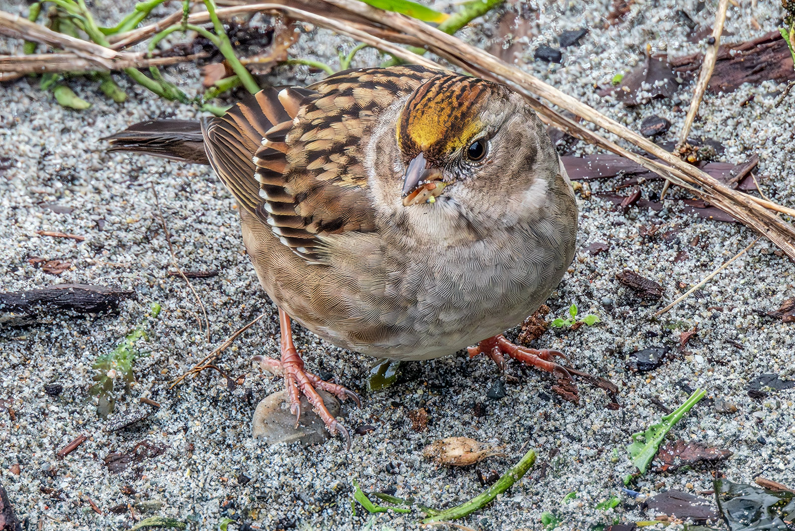 Golden-crowned Sparrow top.jpg