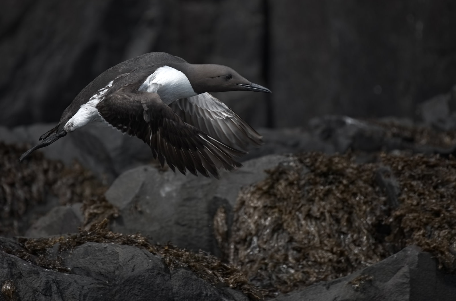 Guillemot Adult sf.jpg