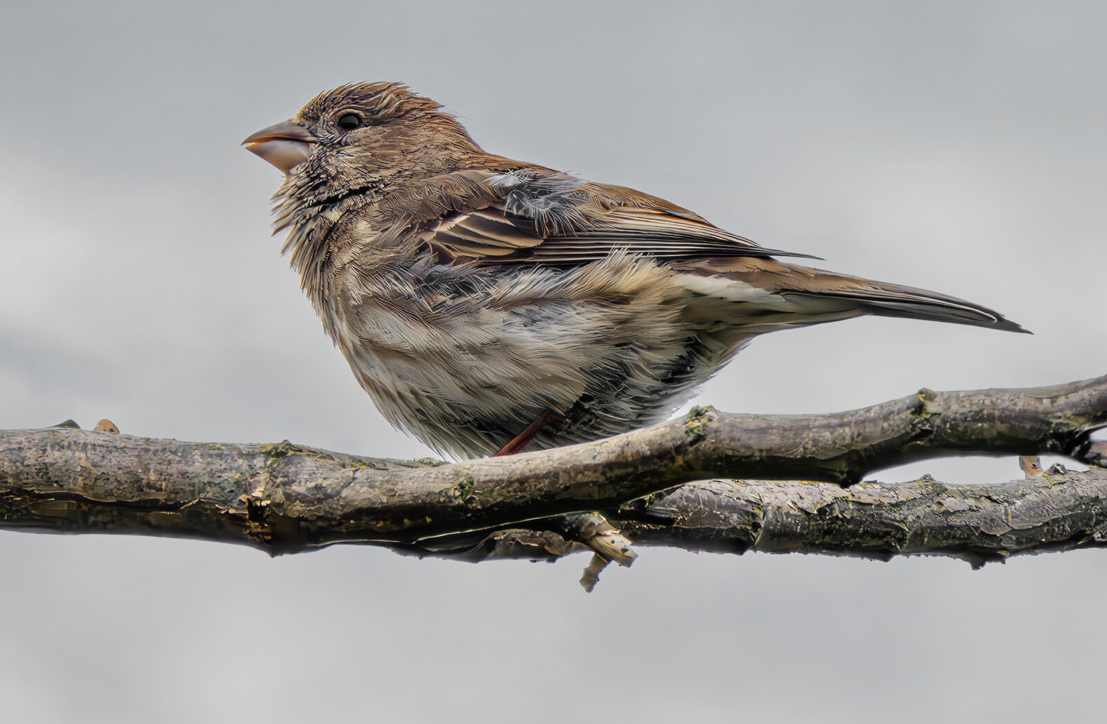 House Finch.jpg