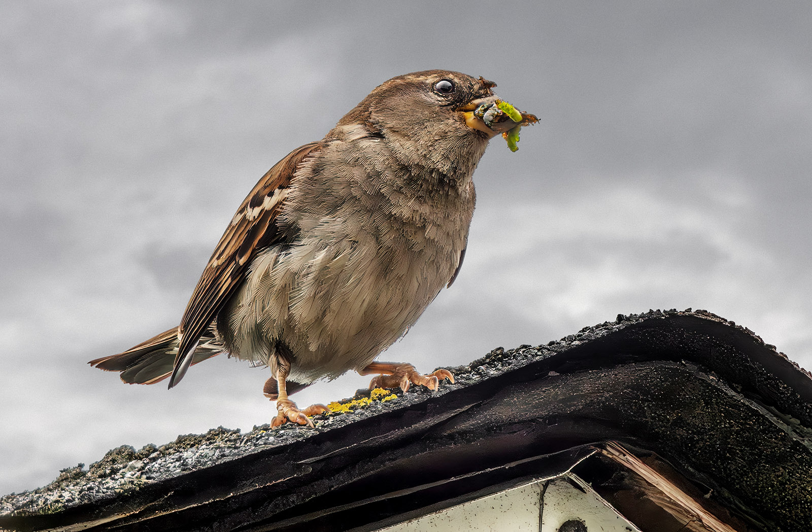 House Sparrow delivery.jpg