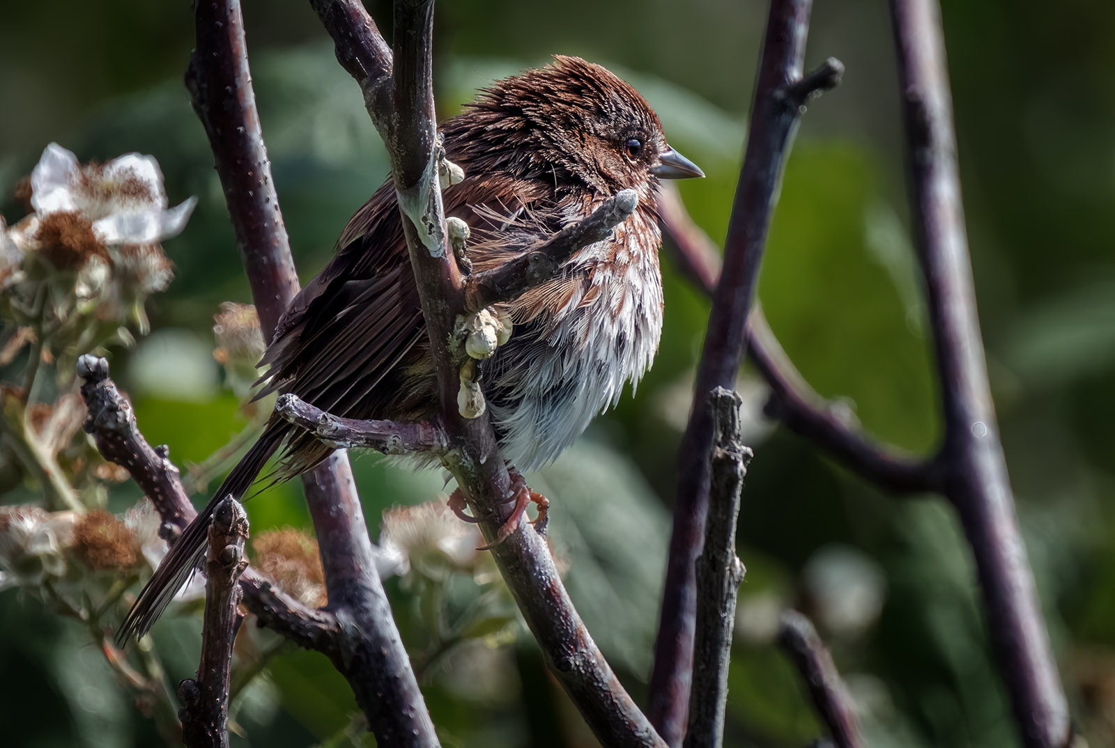 House Sparrow puffed up.jpg