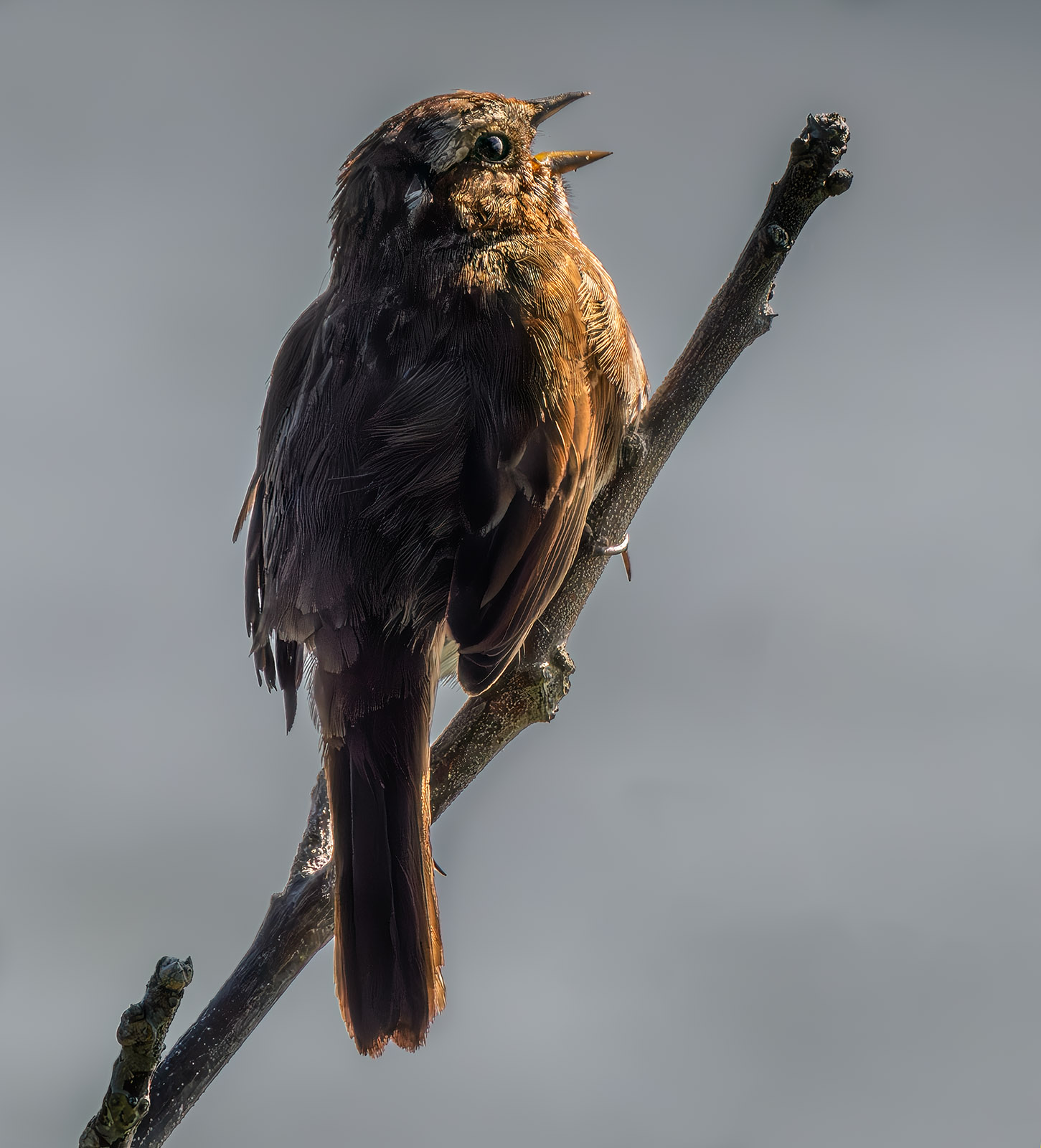 House Sparrow sunrise.jpg