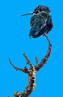 Hummingbird.jpg