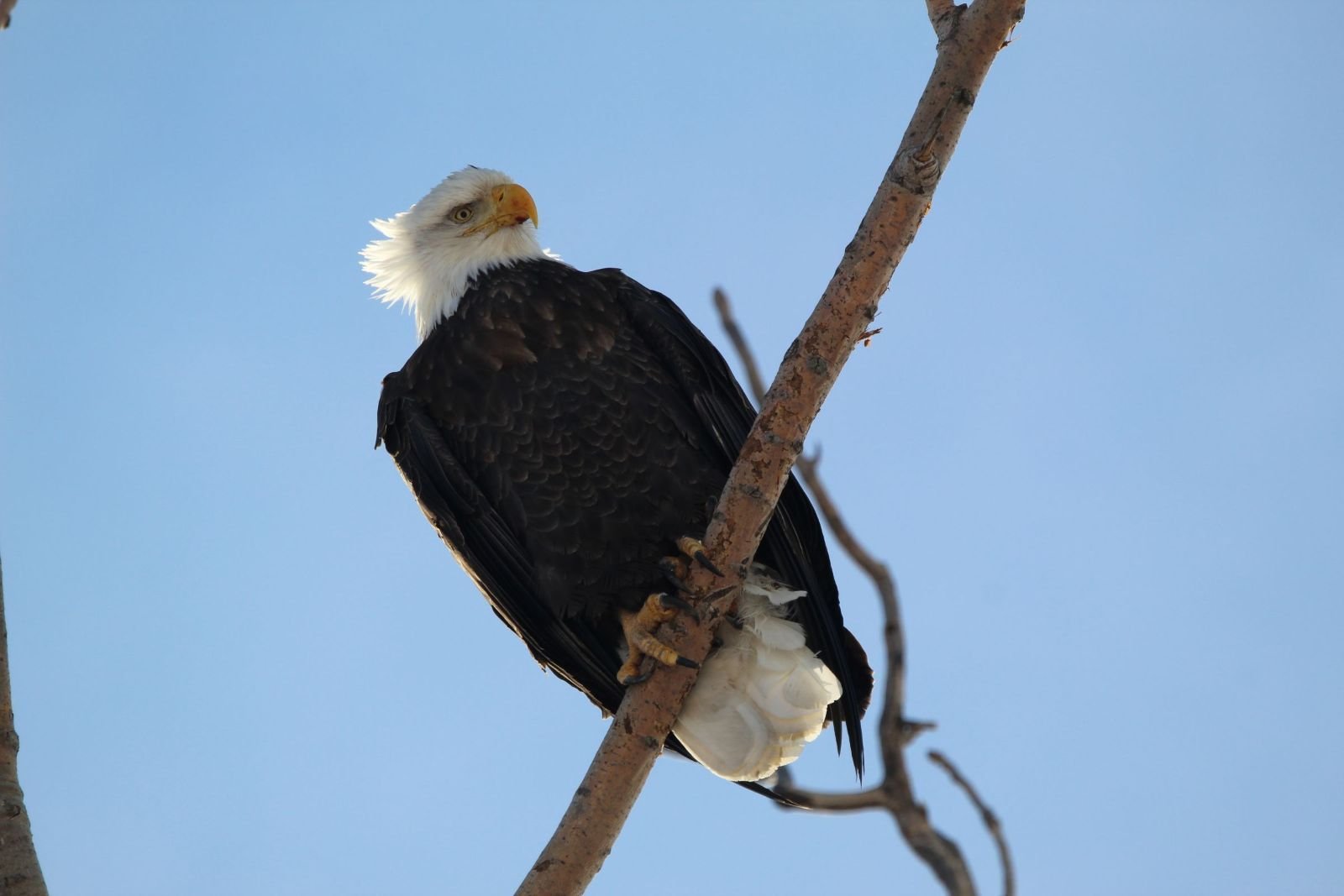 IMG_5485b.JPG