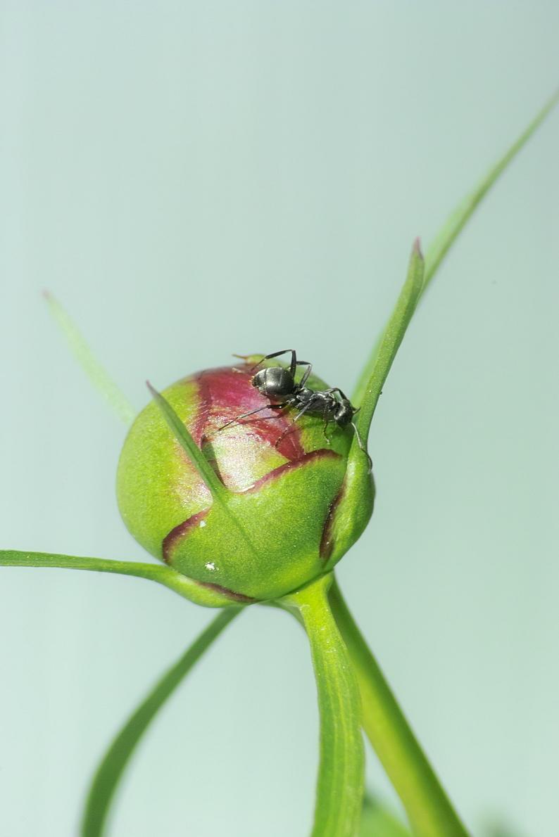 insect ant.JPG