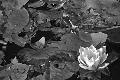 lotus bloom.jpg