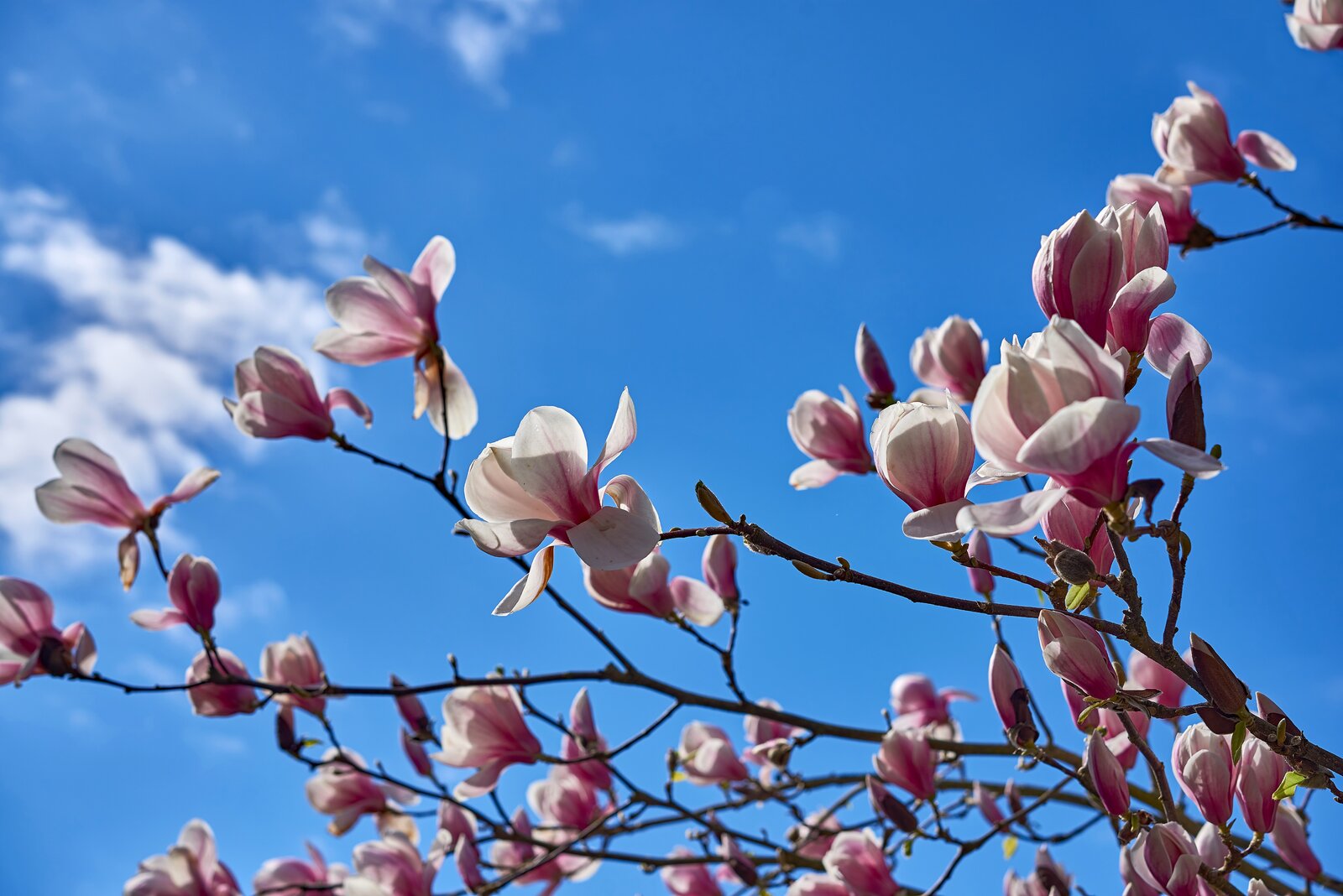 magnolia-02-small.jpg