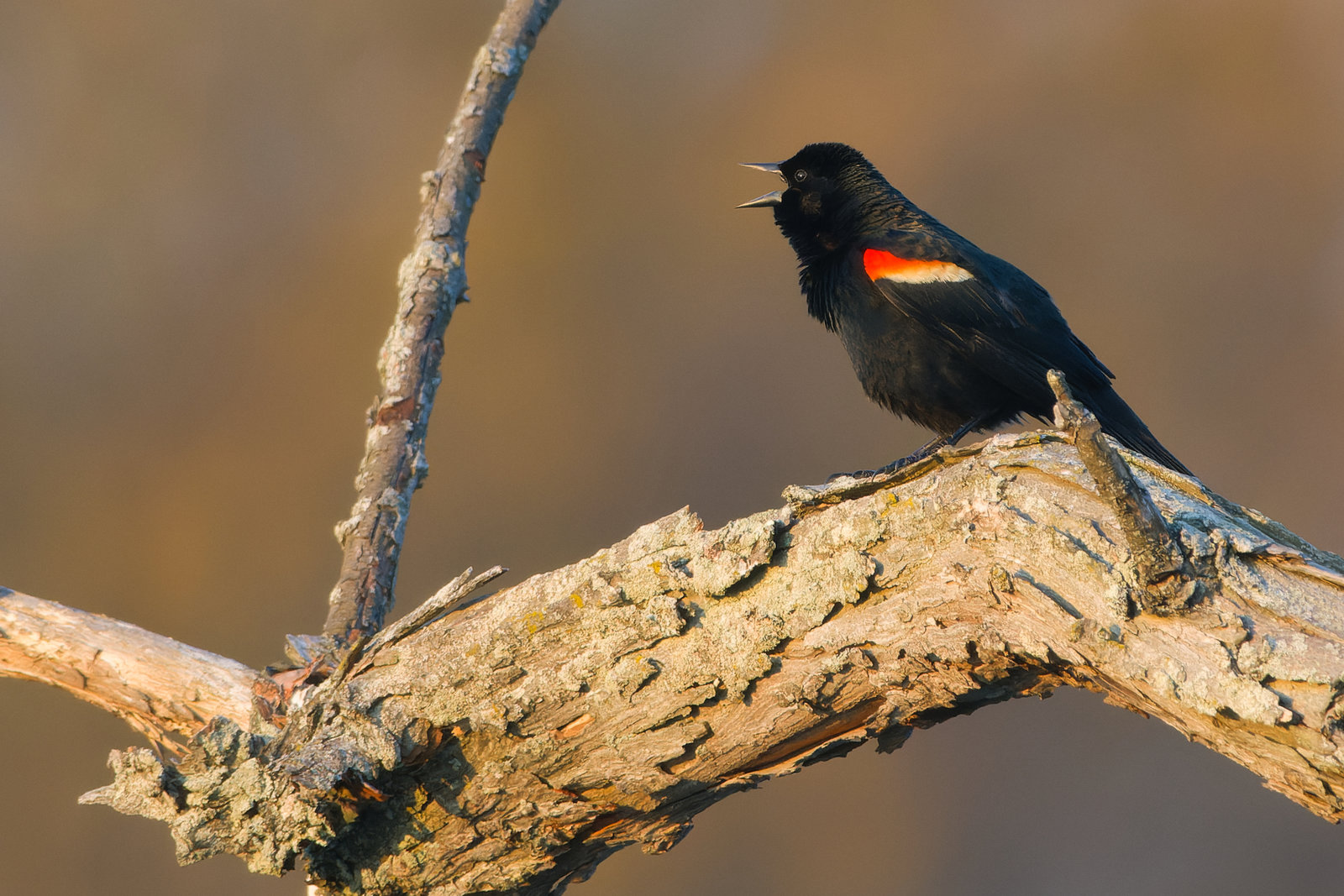 NIK_1343 final full.jpg