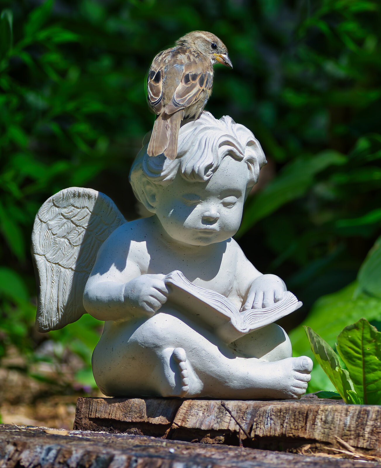 NIK_9077 final sparrow on statue.jpg