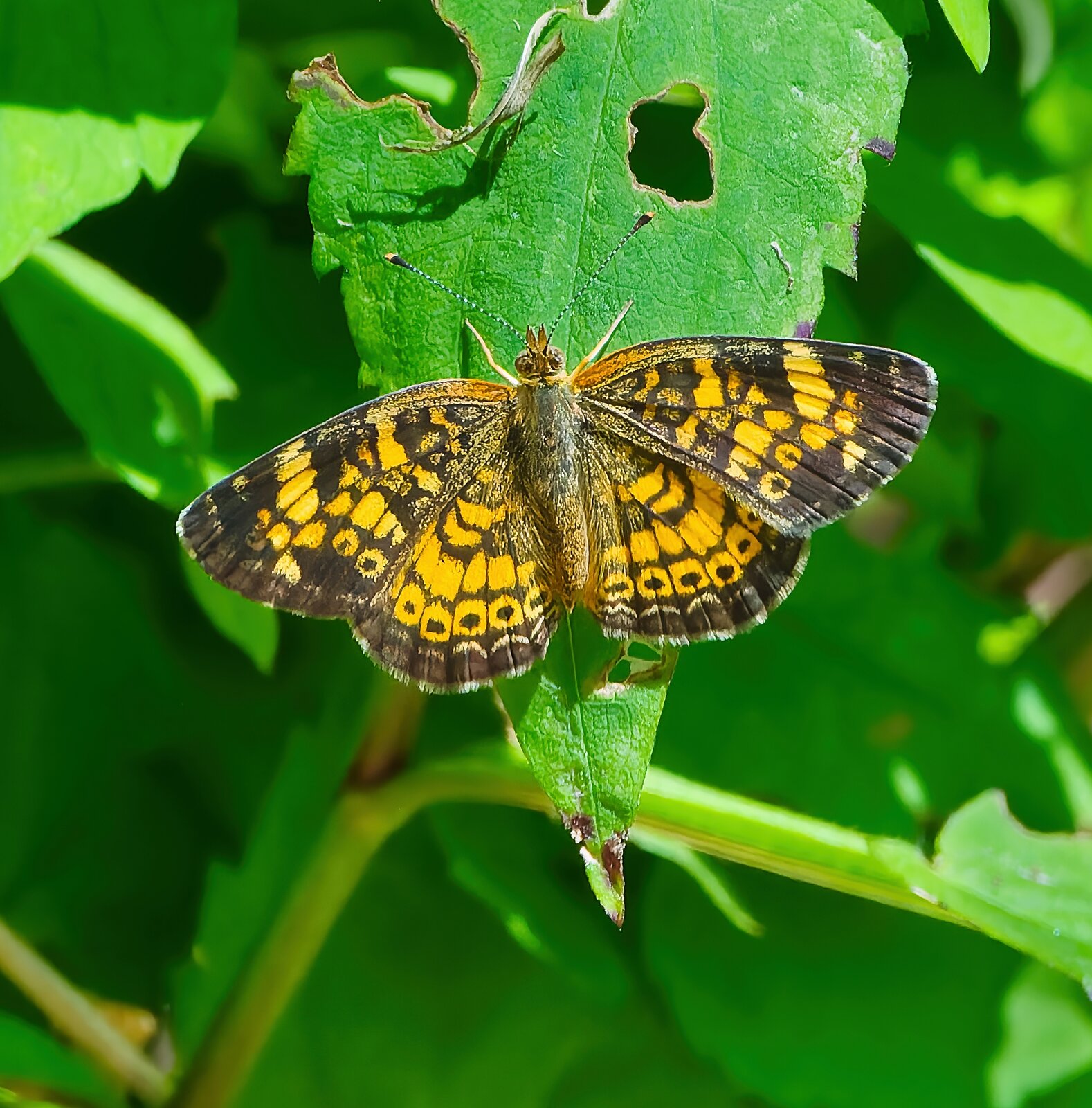 NIK_9140 final butterfly .jpg