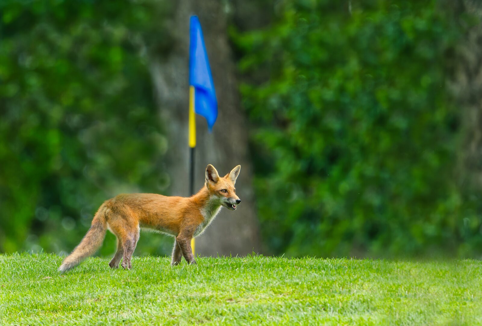 NIK_9931 final fox.jpg