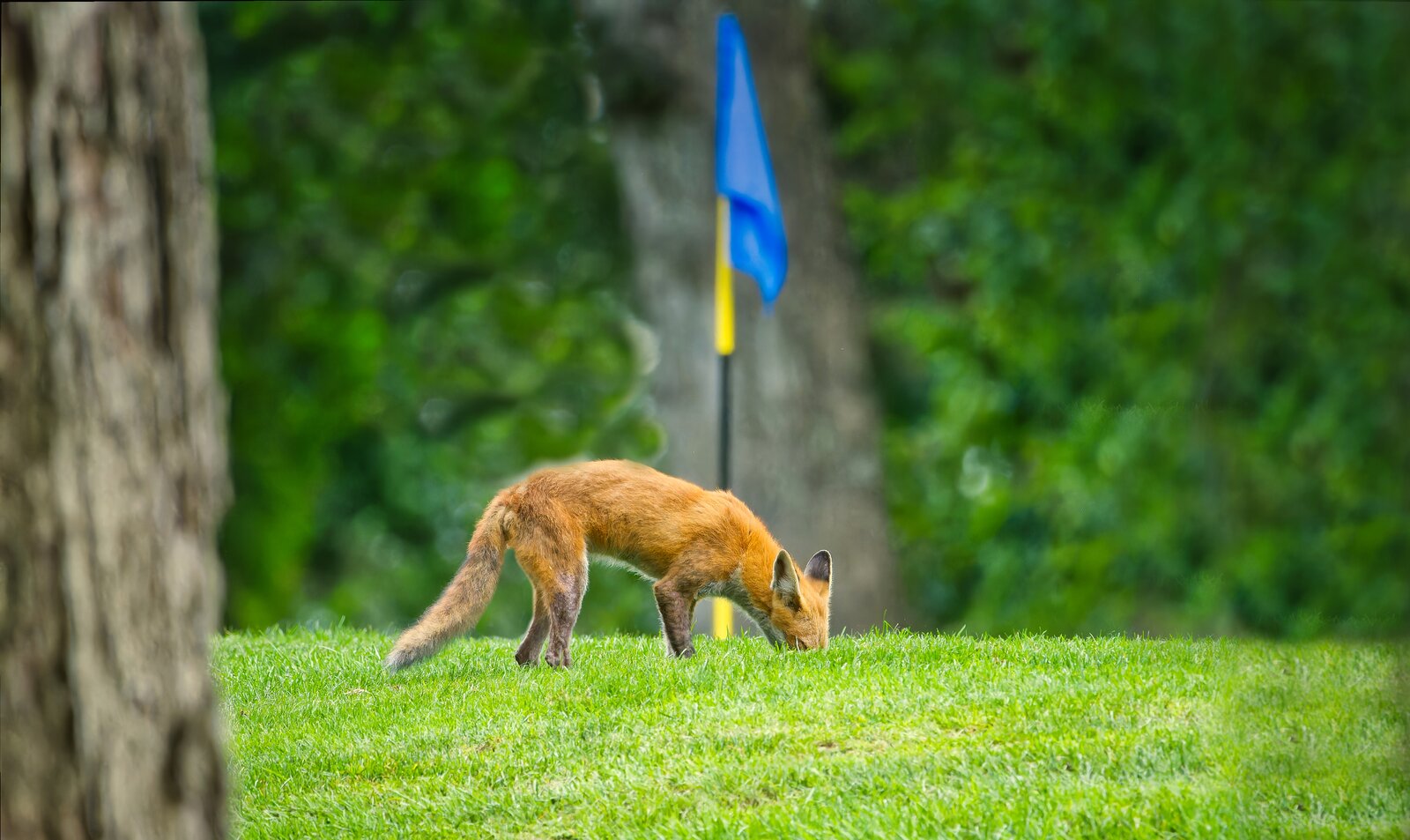 NIK_9939- final fox.jpg