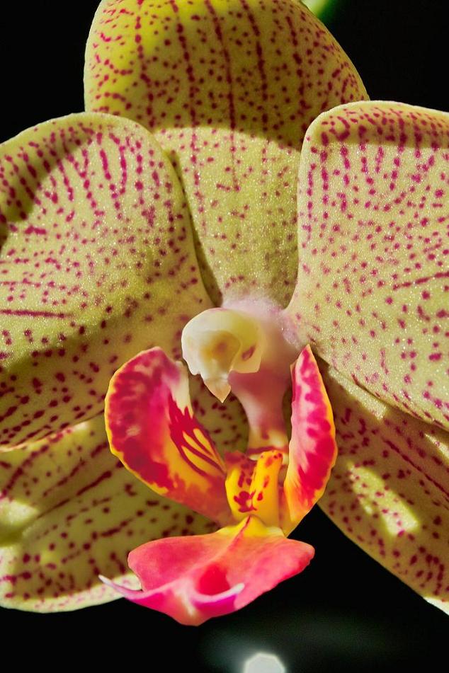 orchid bloom 2.JPG