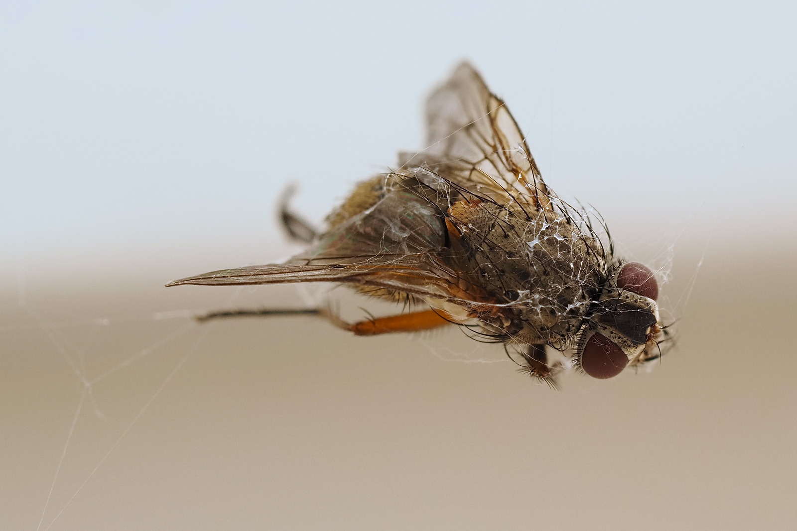 P6091867-dprf.jpg