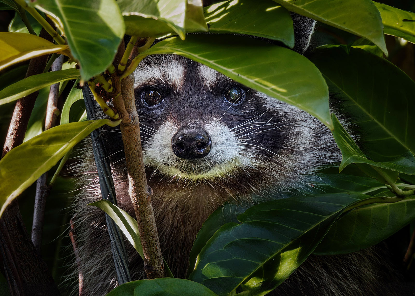 Raccoon stealth.jpg