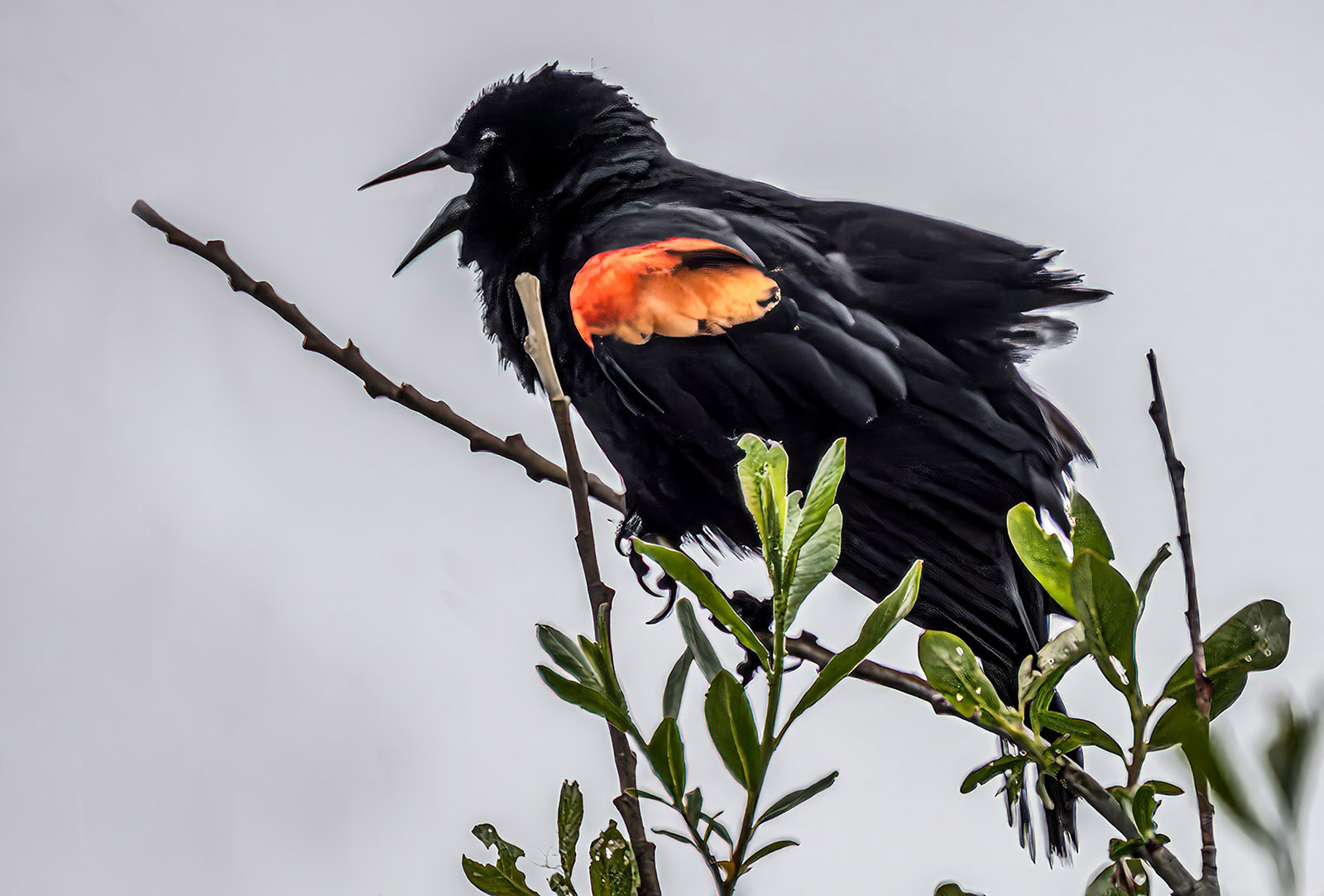 Red-winged Blackbird.jpg