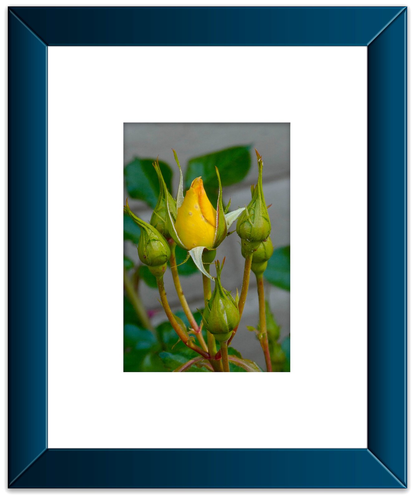 Rose Yellow Framed.jpeg