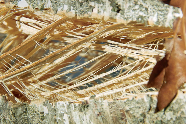 SDIM0016_640x480.jpg