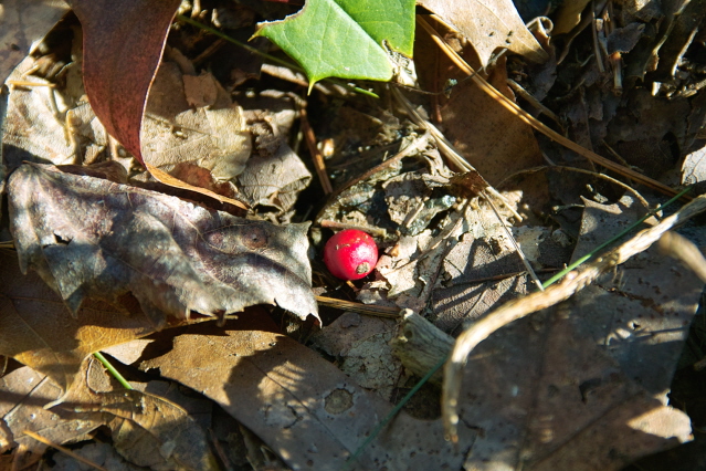 SDIM0047_640x480.jpg