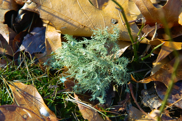 SDIM0055_640x480.jpg