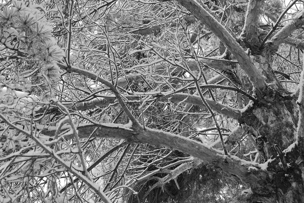 SDIM0656-bw-s.jpg