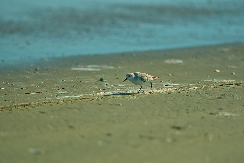 SDIM0731.jpg