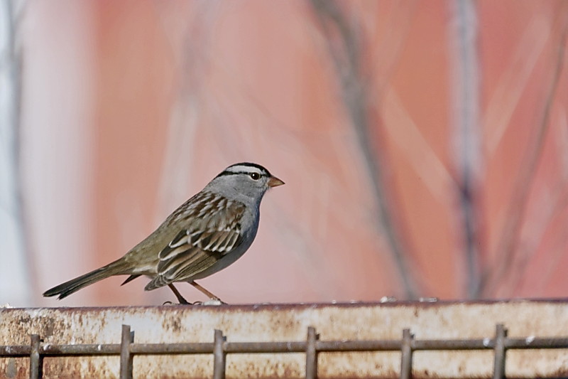 SDIM1101-DSS-s_1b.jpg