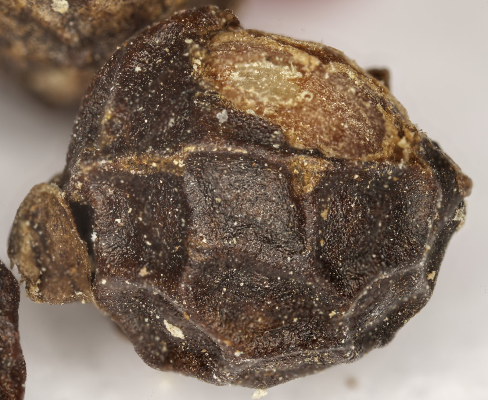 SM_Peppercorn focus stack 7 images.jpg