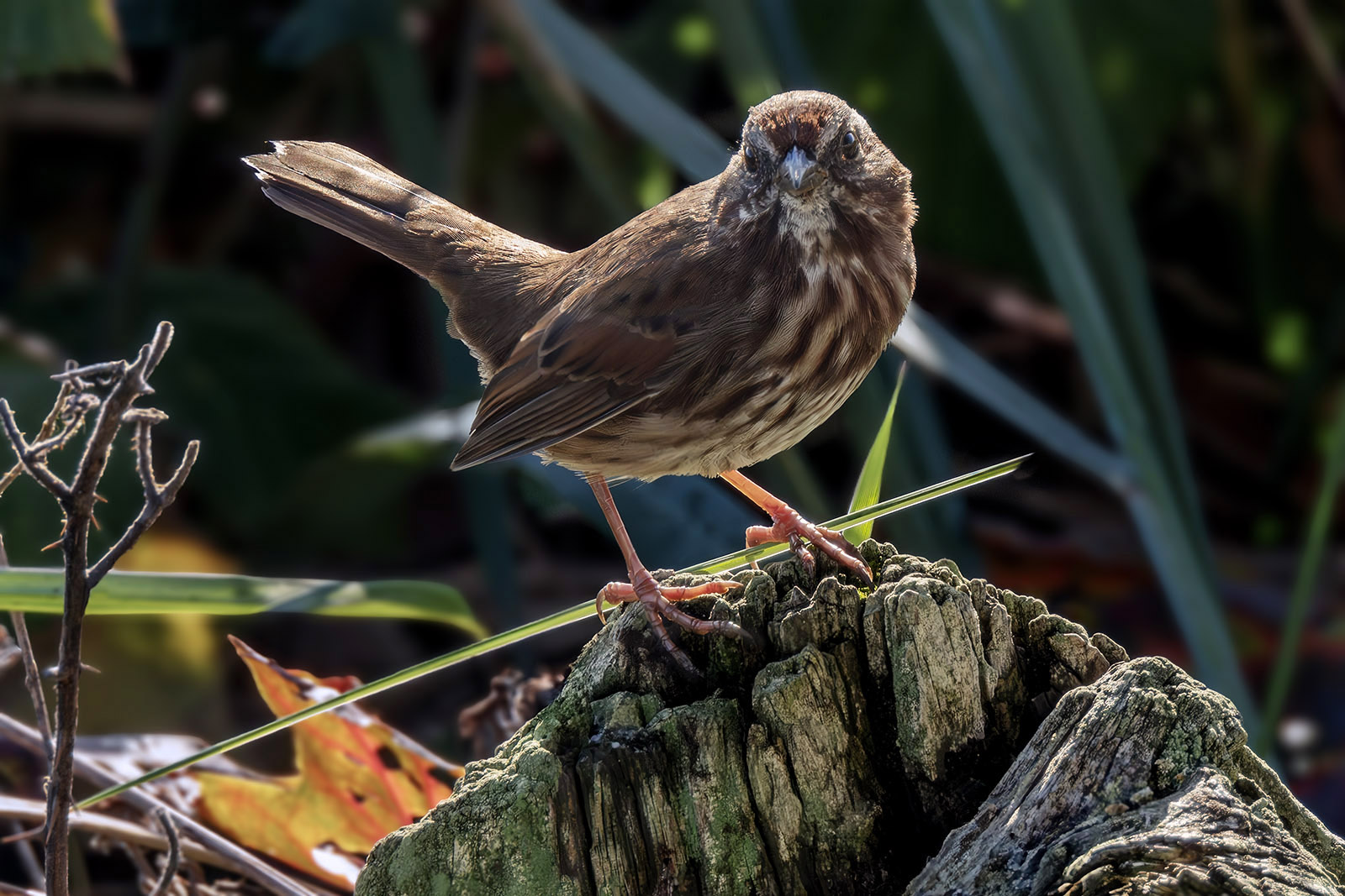 Song Sparrow 1.jpg