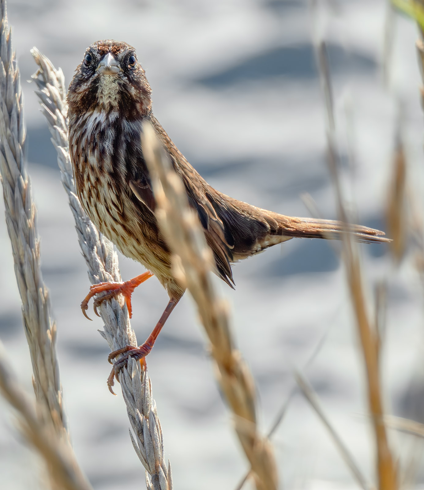 Song Sparrow in grasses.jpg