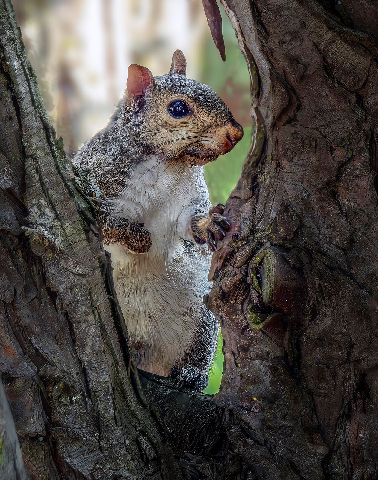 Squirrel peek a boo.jpg