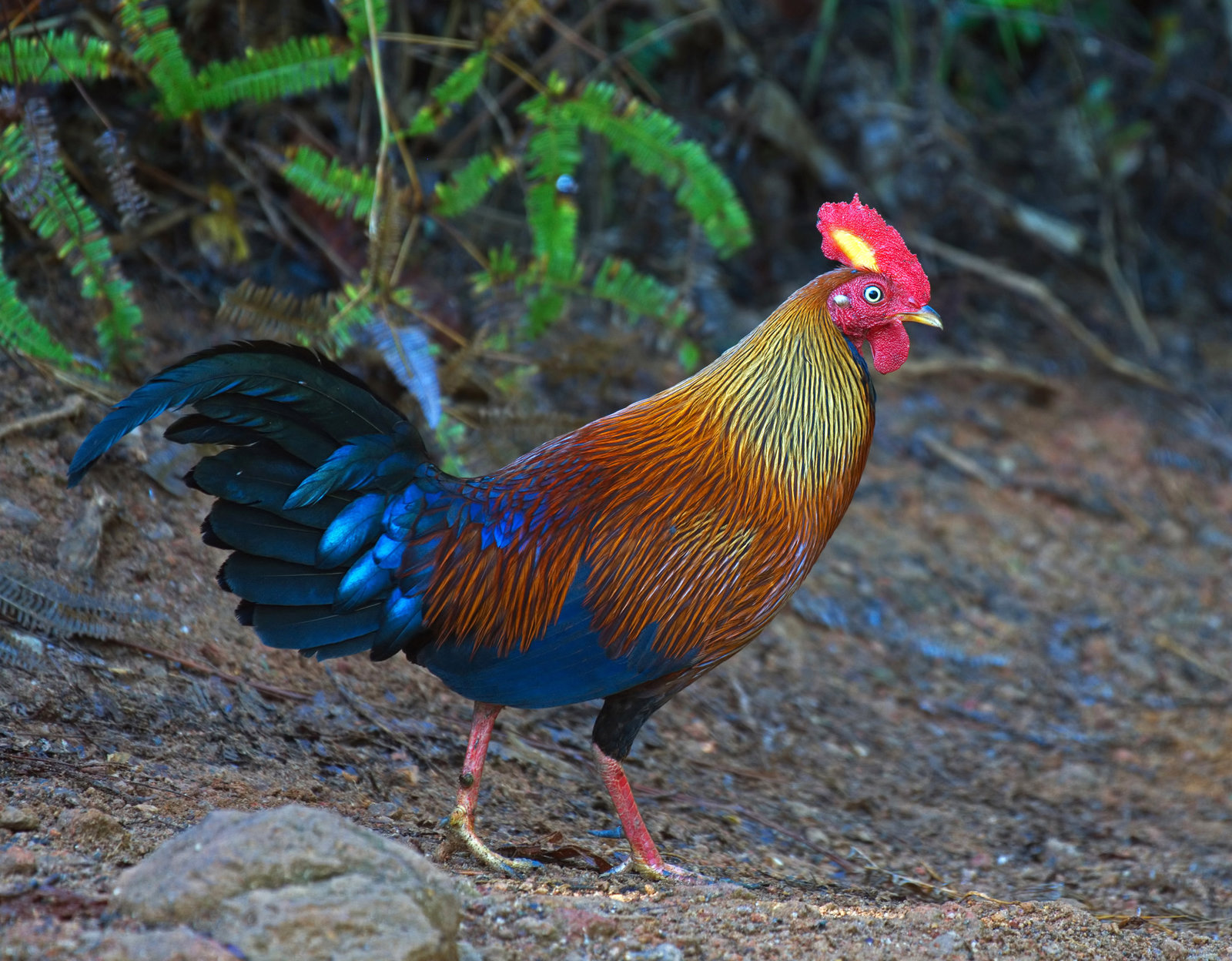 Sri Lanka Junglefowl sf.jpg
