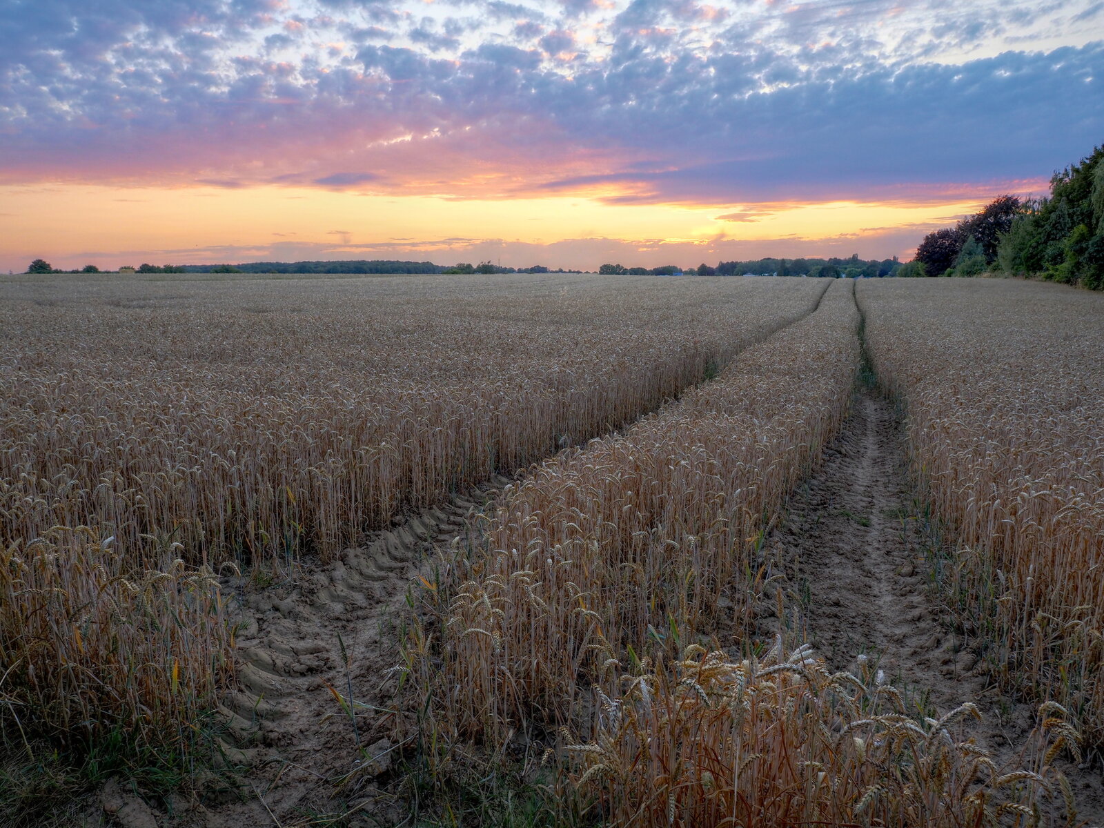 Sunset Wheat Field