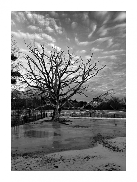 the-brockton-tree-A_04425_prv.jpg