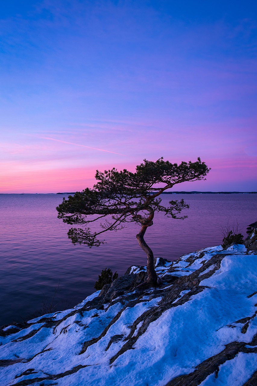 Tree.jpg