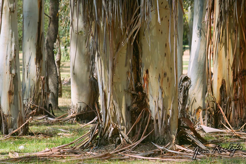 Wod Trees 1.jpg