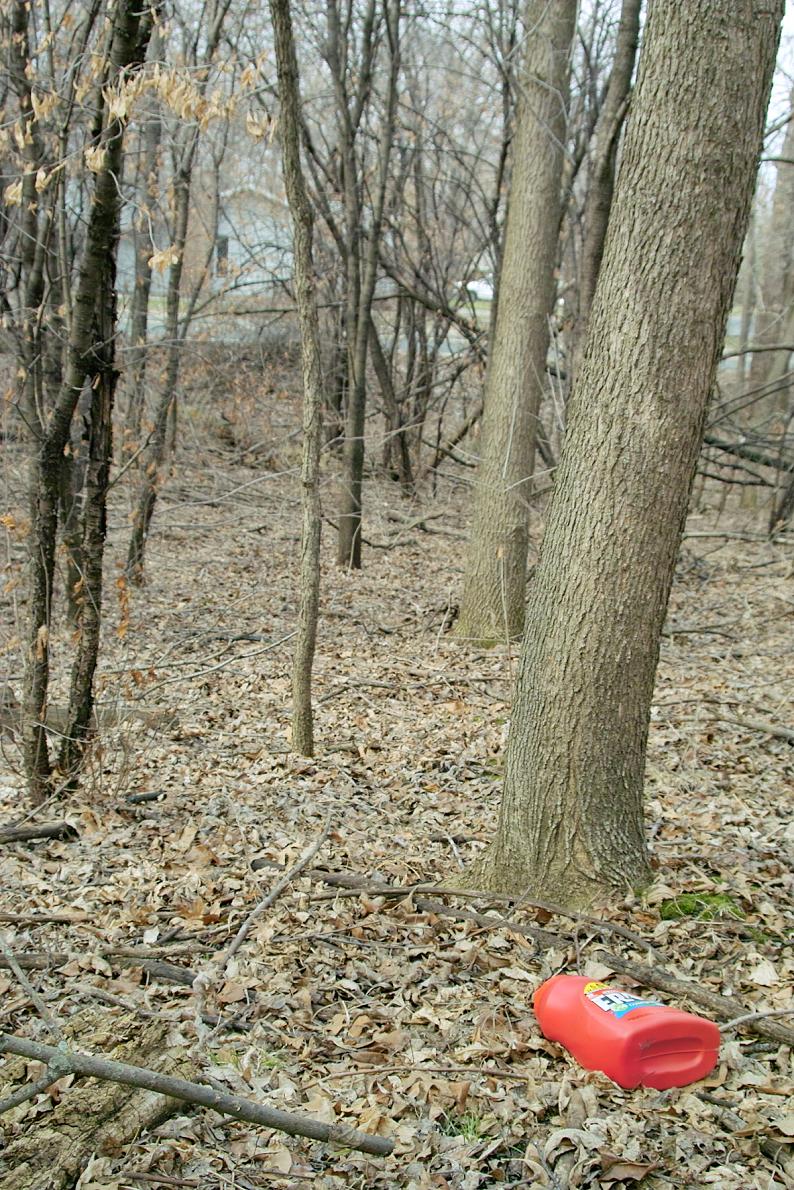 woods 4.JPG