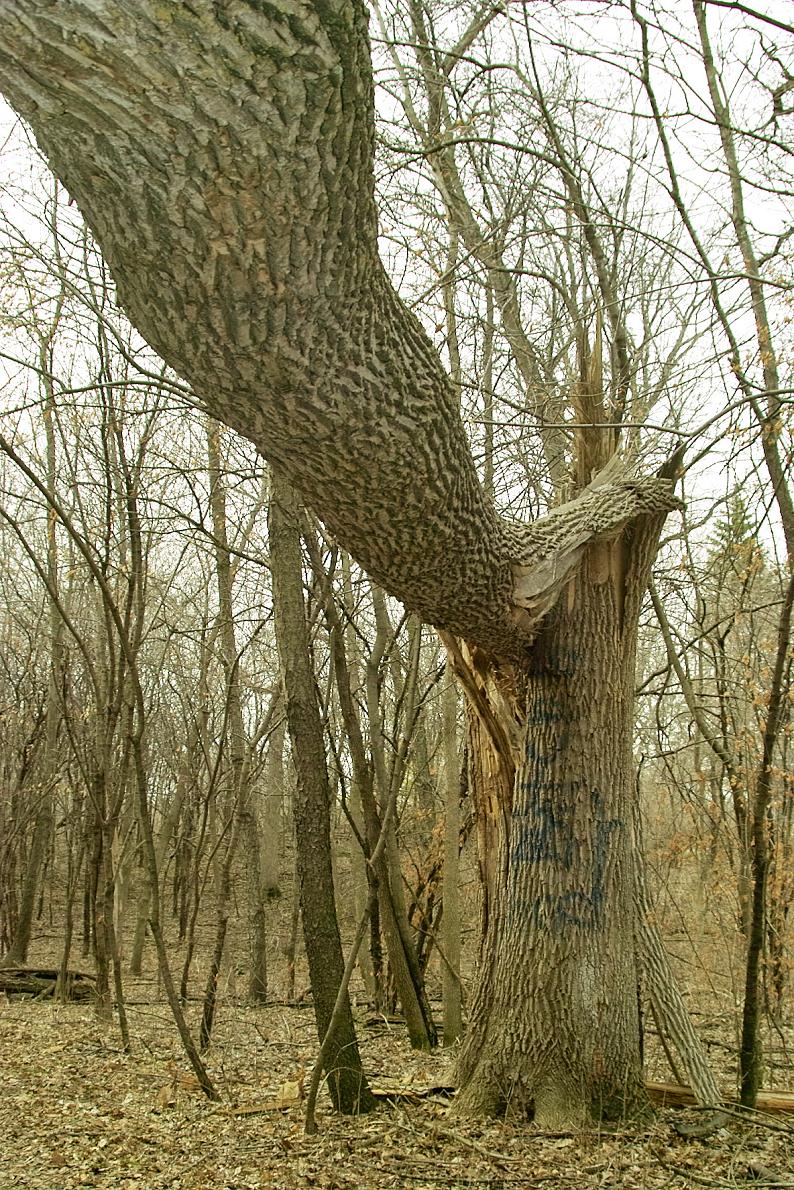 woods 5.JPG