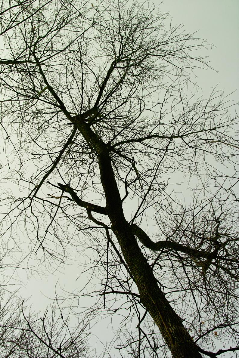 woods 6.JPG